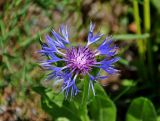 Centaurea nigrofimbria. Соцветие. Абхазия, Рицинский реликтовый национальный парк, долина р. Аджарра, ≈ 2000 м н.у.м., субальпийский луг. 12.07.2017.