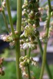 Rumex acetosa