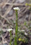 Arabis sudetica. Верхушки цветущих побегов. Чехия, Оломоуцкий край, природный заповедник Jeseníky, субальпийский луг. 15.06.2017.