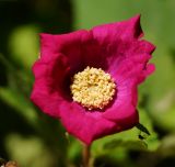 Image of taxon representative. Author is Тамара Риб