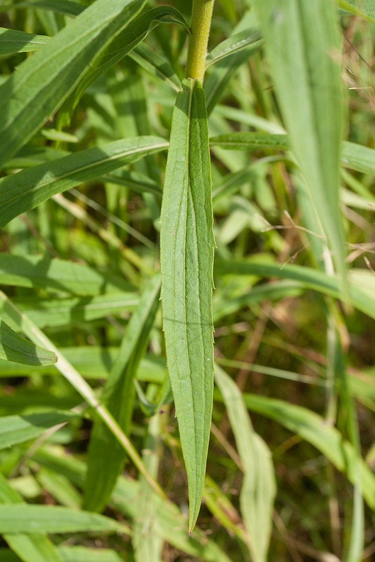 Изображение особи Solidago canadensis.