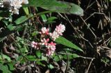 familia Polygonaceae. Соцветие и листья. Китай, пров. Юньнань, окр. г. Дали, восточный склон горы Цаншань (Cangshan Mountain 苍山); ≈ 3000 м н.у.м., лес. 04.11.2016.