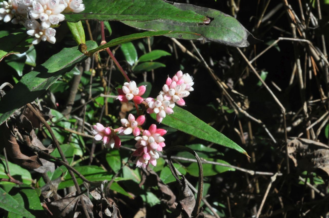 Изображение особи семейство Polygonaceae.