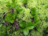 genus Salix