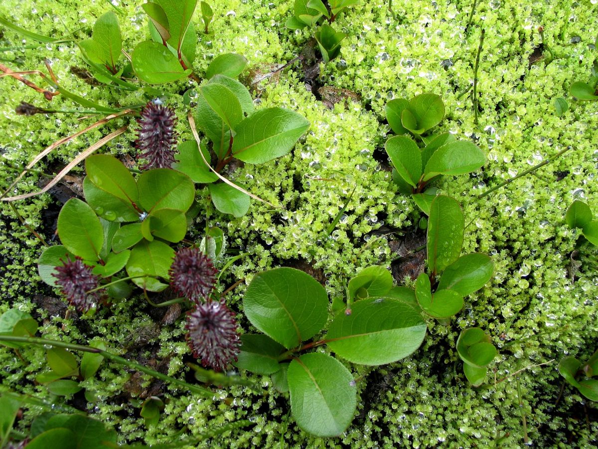 Image of genus Salix specimen.