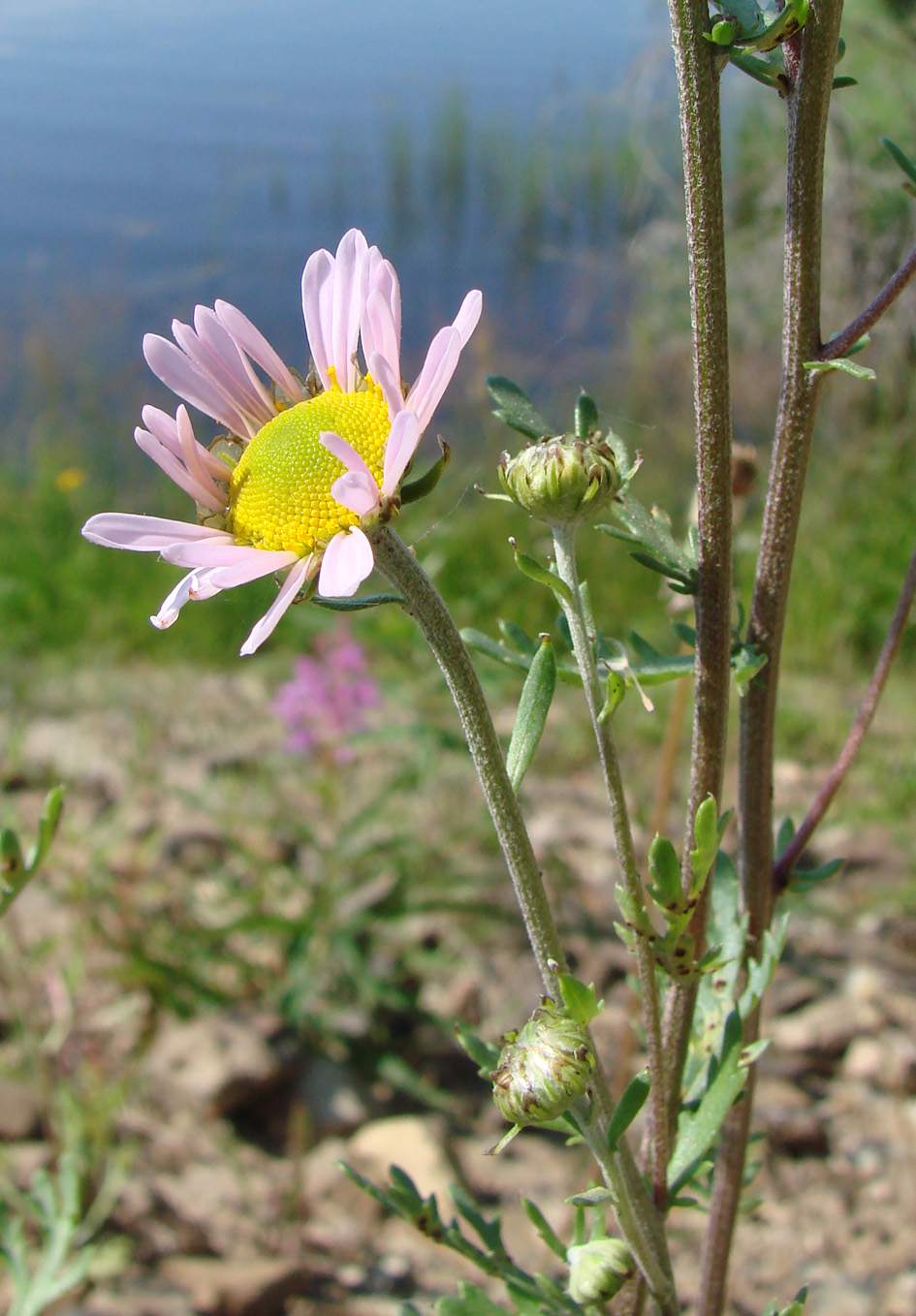 Image of Chrysanthemum zawadskii specimen.