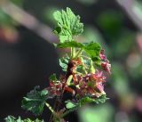 Ribes × nidigrolaria