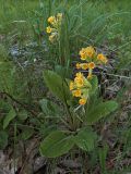 Primula veris