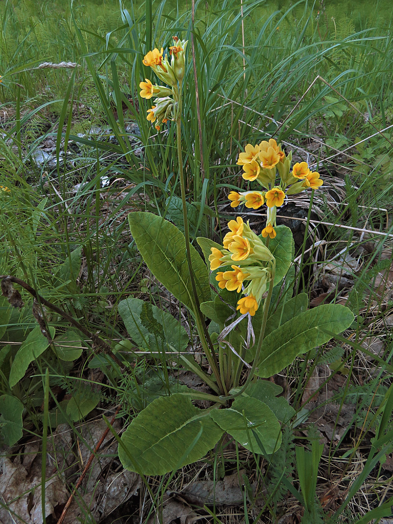 Image of Primula veris specimen.