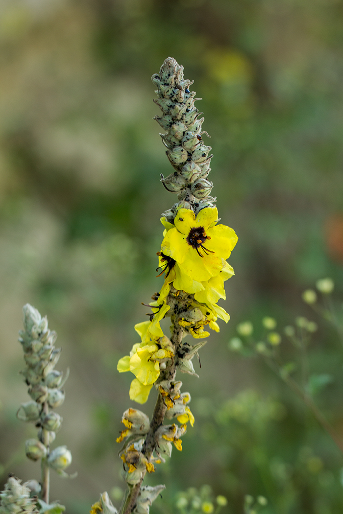 Image of Verbascum formosum specimen.