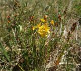 Hypericum подвид alpestre