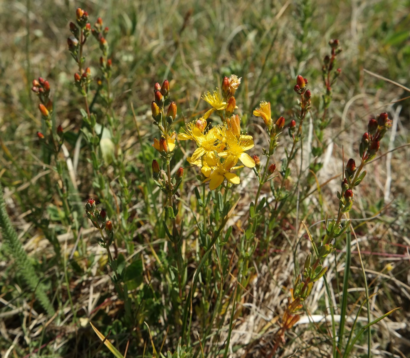 Изображение особи Hypericum linarioides ssp. alpestre.