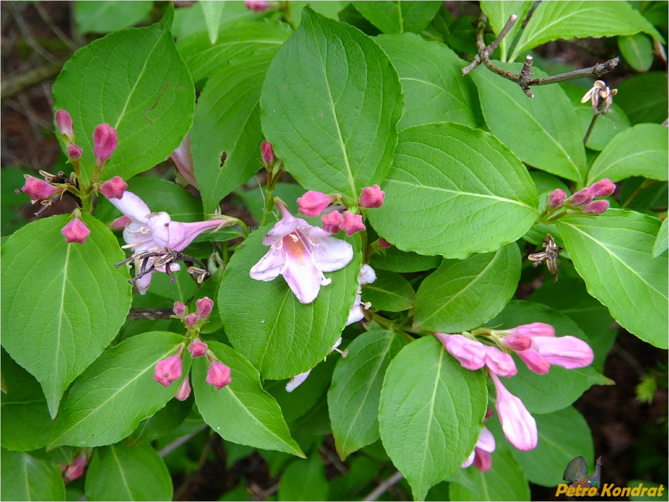 Изображение особи род Weigela.