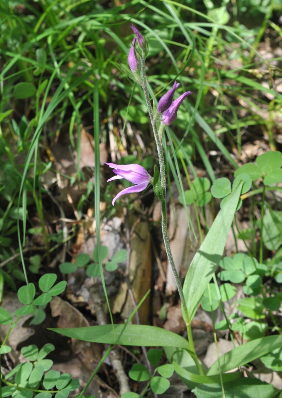 Image of Cephalanthera rubra specimen.