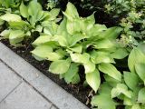 род Hosta