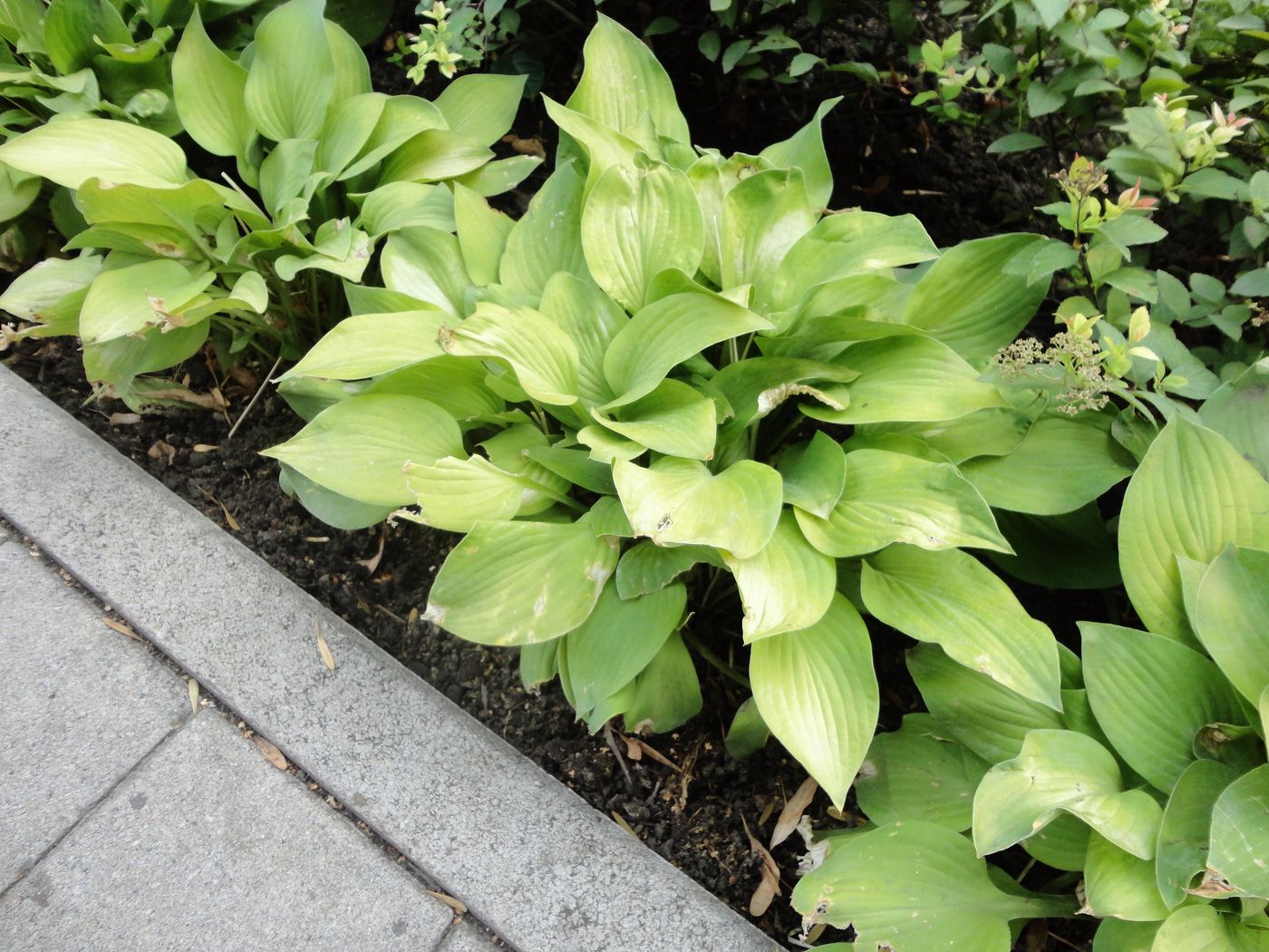 Изображение особи род Hosta.