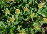 Alyssum variety desertorum