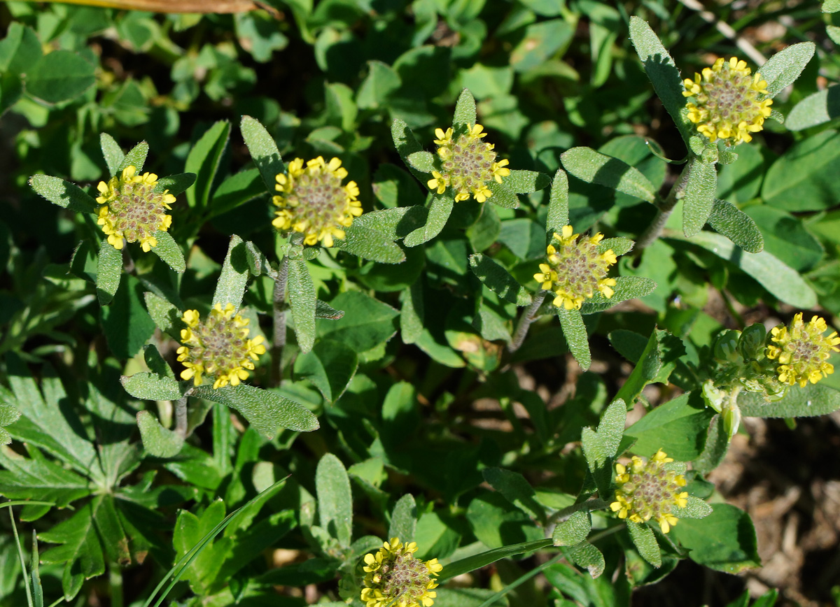 Изображение особи Alyssum turkestanicum var. desertorum.