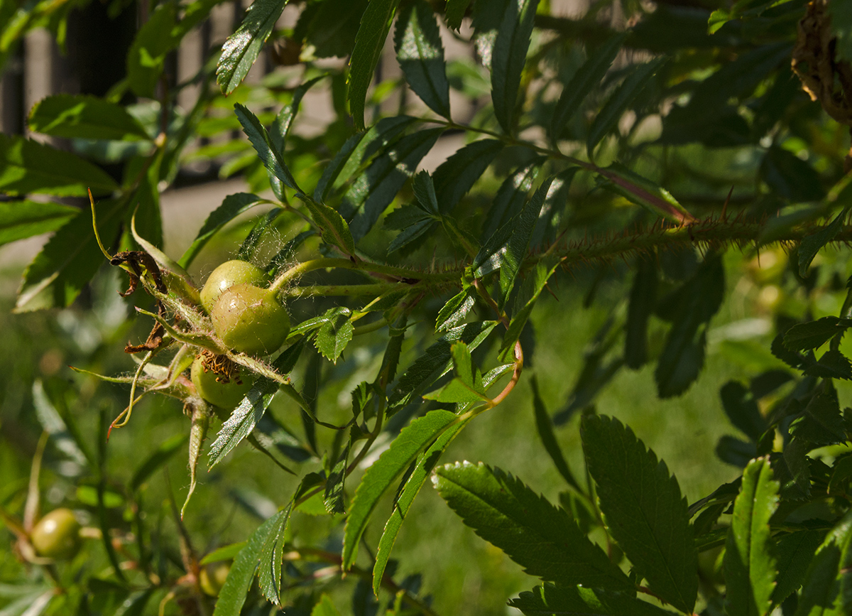 Image of genus Rosa specimen.