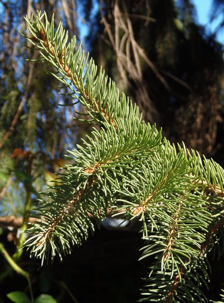 Изображение особи Picea abies.