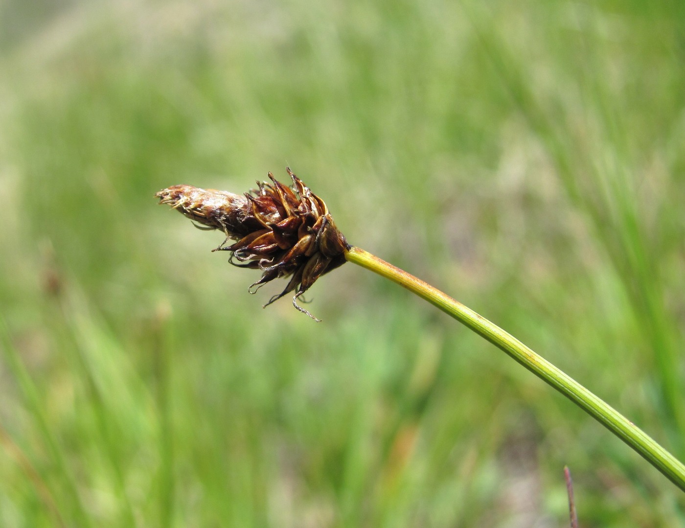 Image of Carex oreophila specimen.