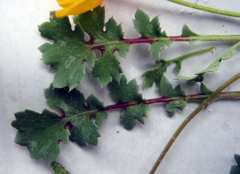 Image of Glaucium squamigerum specimen.