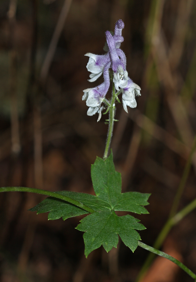 Image of Aconitum alboviolaceum specimen.