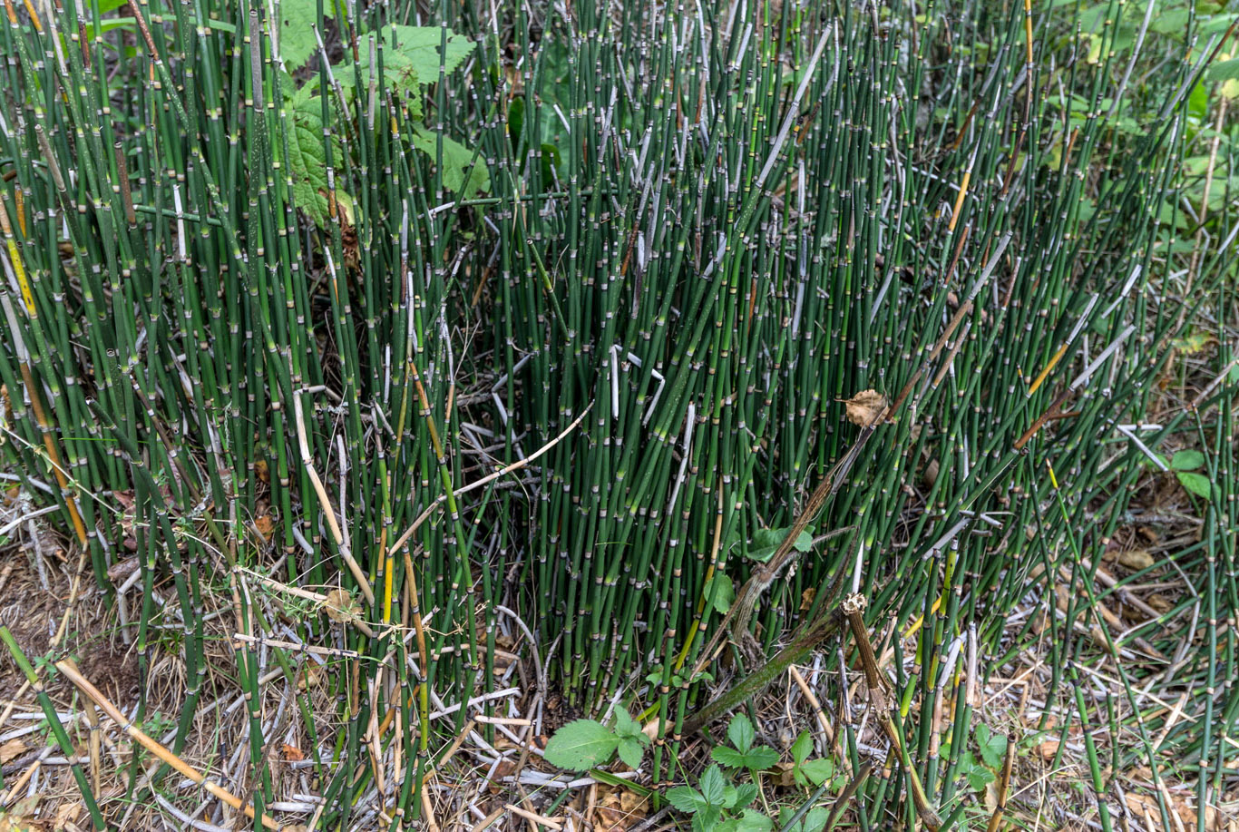 Изображение особи Equisetum hyemale.
