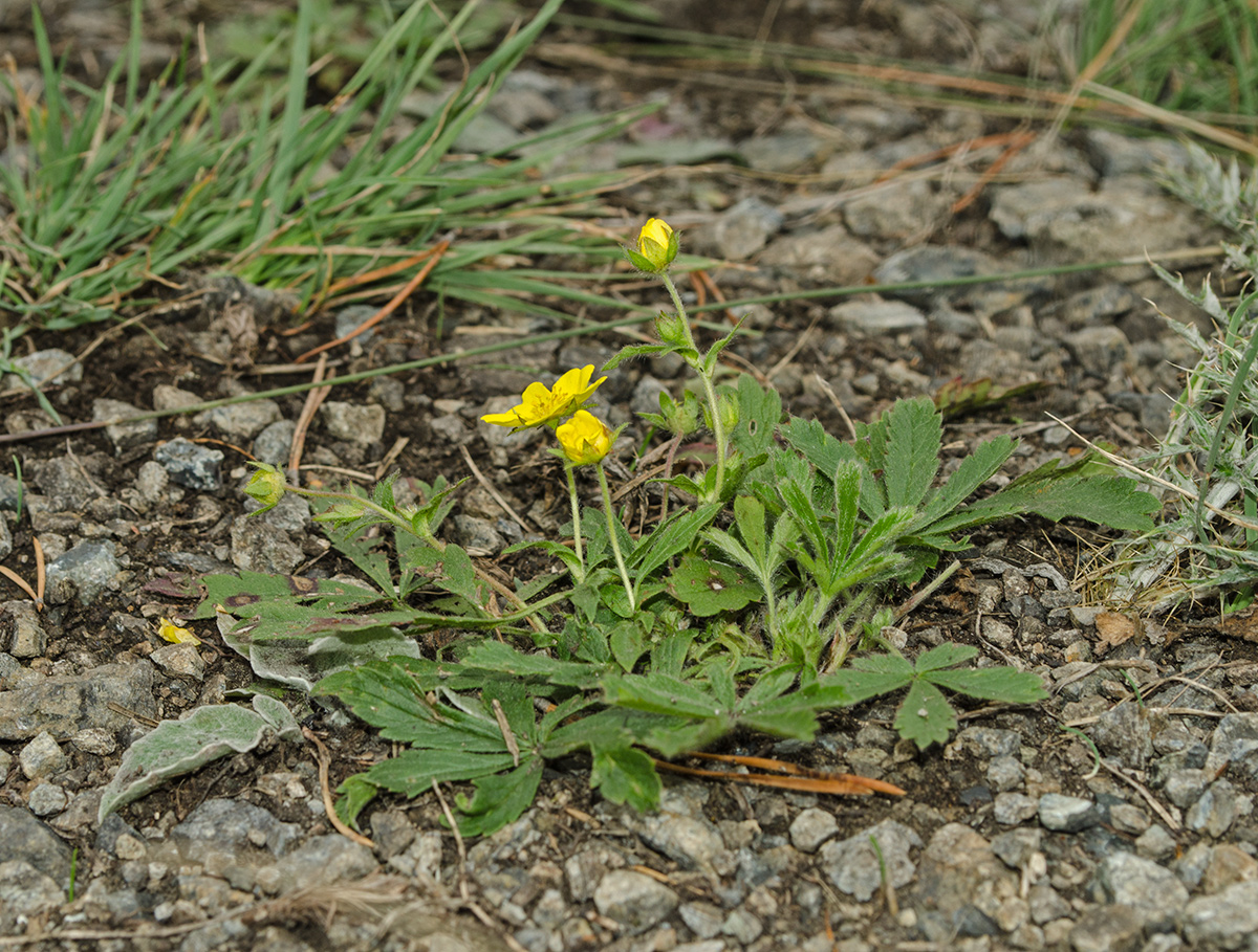 Image of Potentilla humifusa specimen.