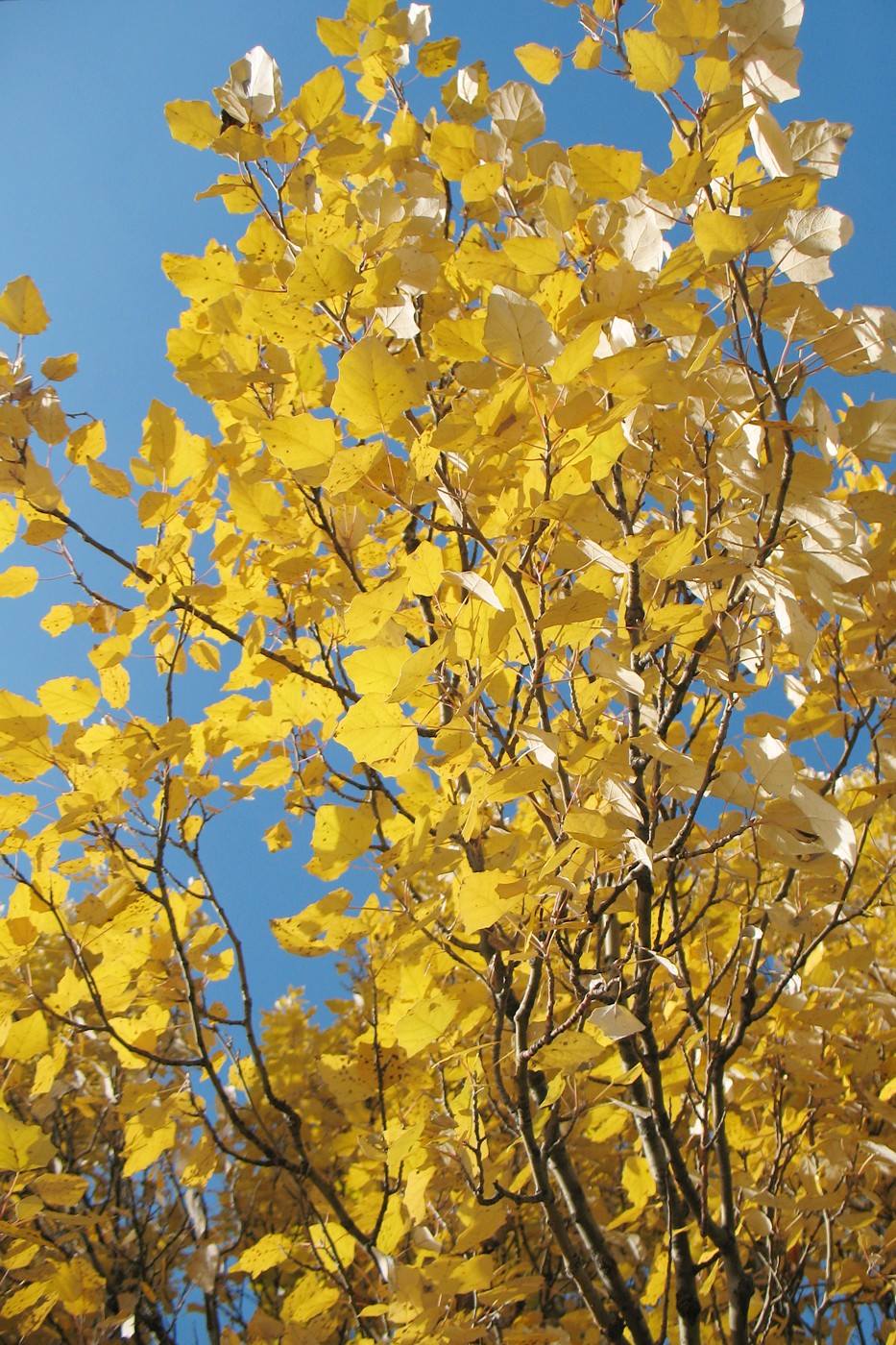 Image of Populus &times; canescens specimen.