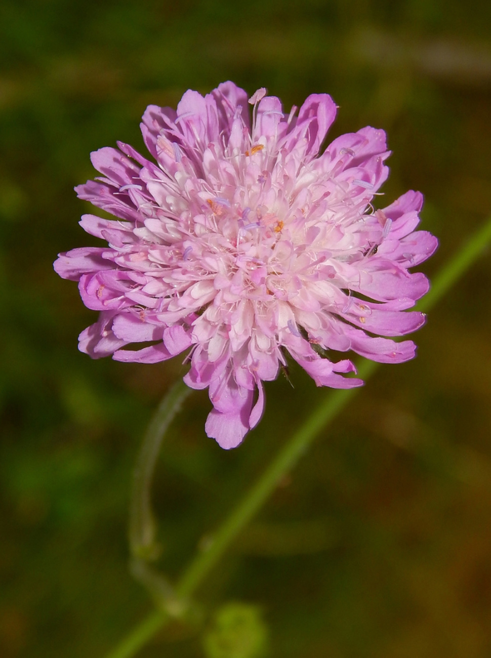 Image of genus Knautia specimen.