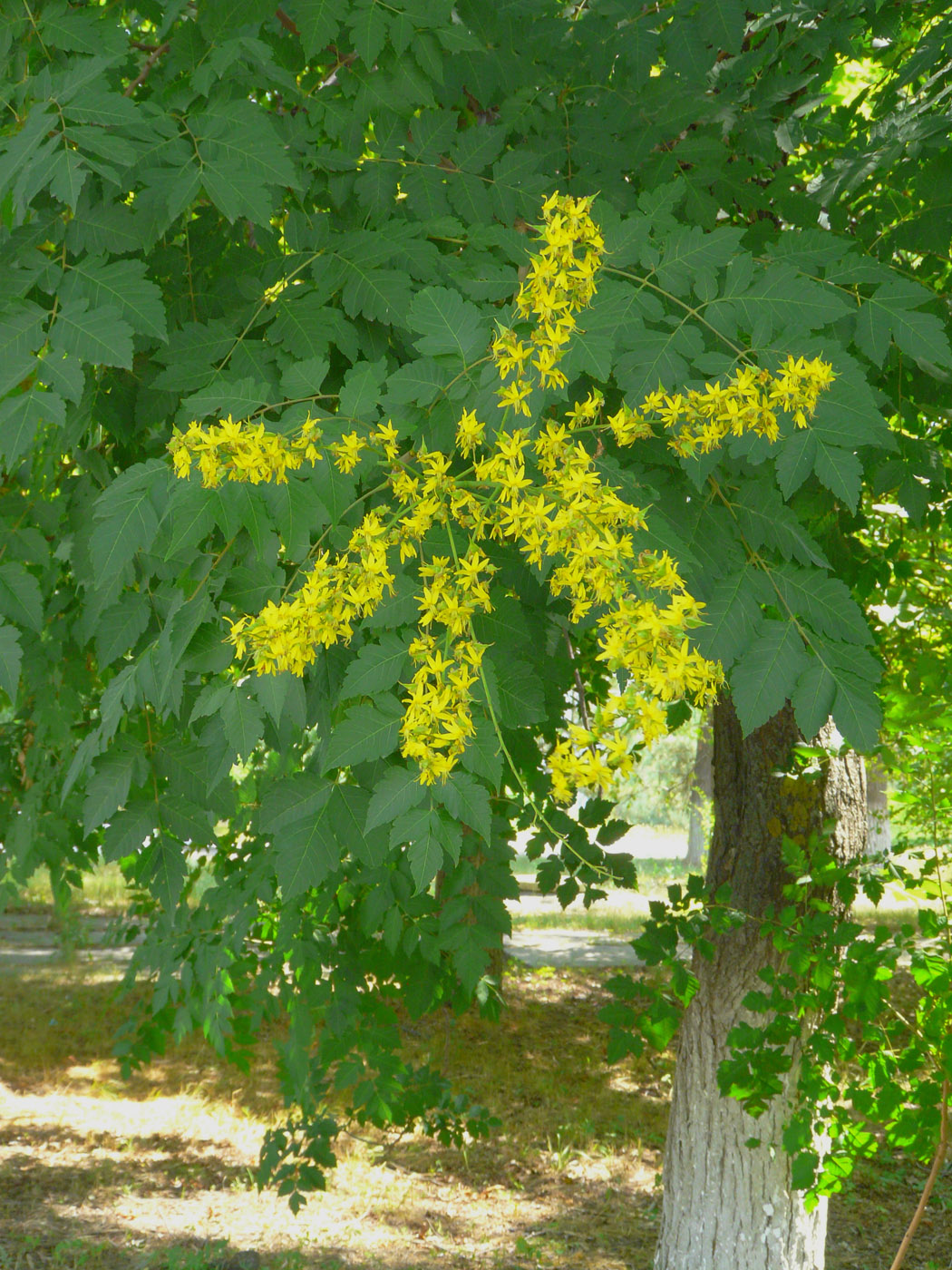 Image of Koelreuteria paniculata specimen.