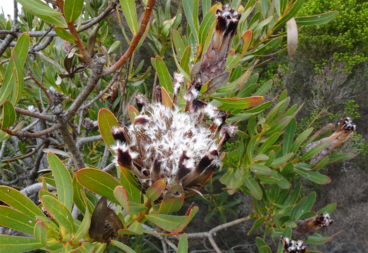 Изображение особи Protea lepidocarpodendron.