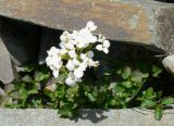 Cardamine blaisdellii