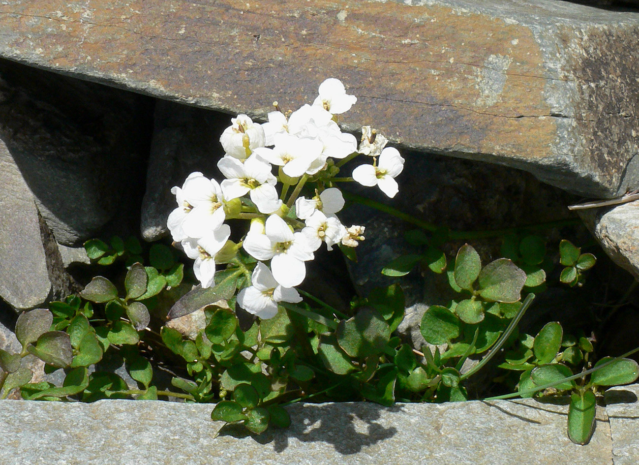 Изображение особи Cardamine blaisdellii.