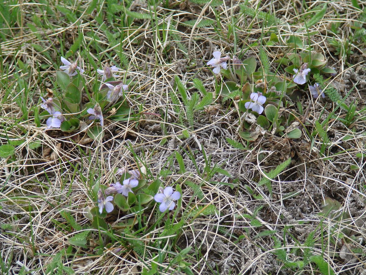 Image of Viola rupestris specimen.