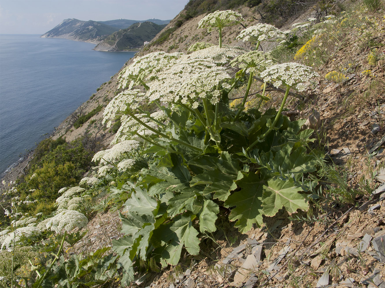 Изображение особи Heracleum stevenii.