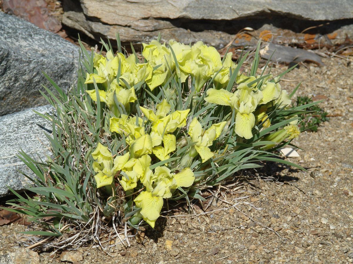 Изображение особи Iris potaninii.