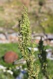 Rumex aquaticus. Соплодие. Мурманская обл., окр. пос. Дальние Зеленцы, устье Зеленецого ручья, луговина в зоне заплеска. 28.07.2018.