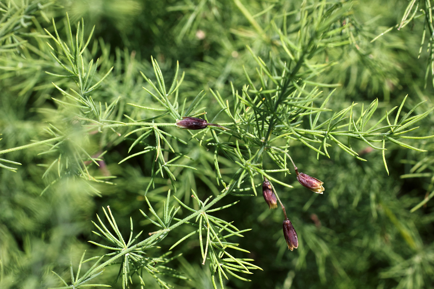 Image of Asparagus bucharicus specimen.