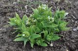 Pulmonaria mollis