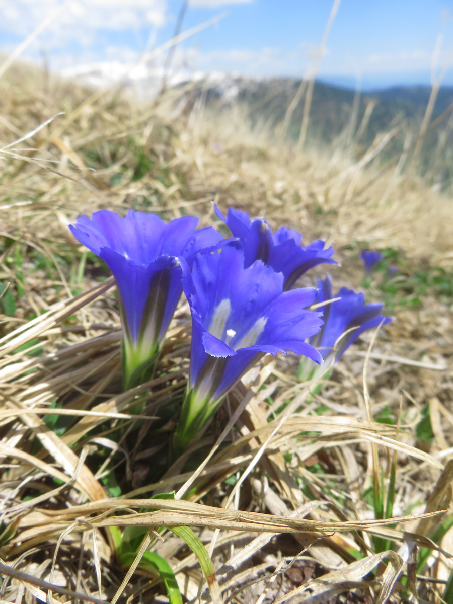 Изображение особи Gentiana grandiflora.