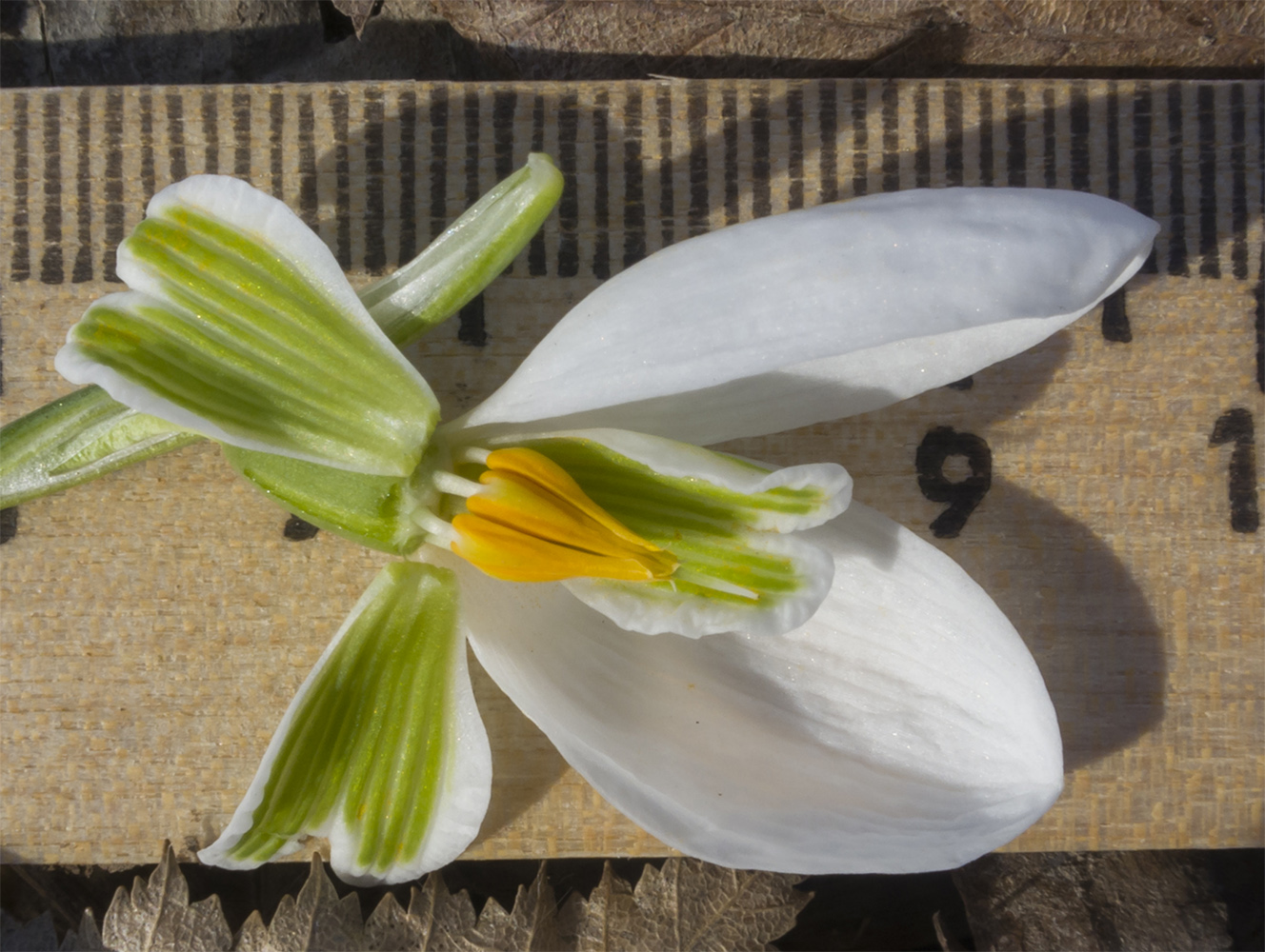 Изображение особи Galanthus plicatus.