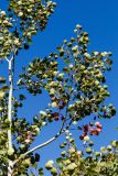 Populus tremula. Часть ствола и кроны молодого дерева. Горный Крым, Никитская яйла, сосново-лиственный лес. 26.09.2018.