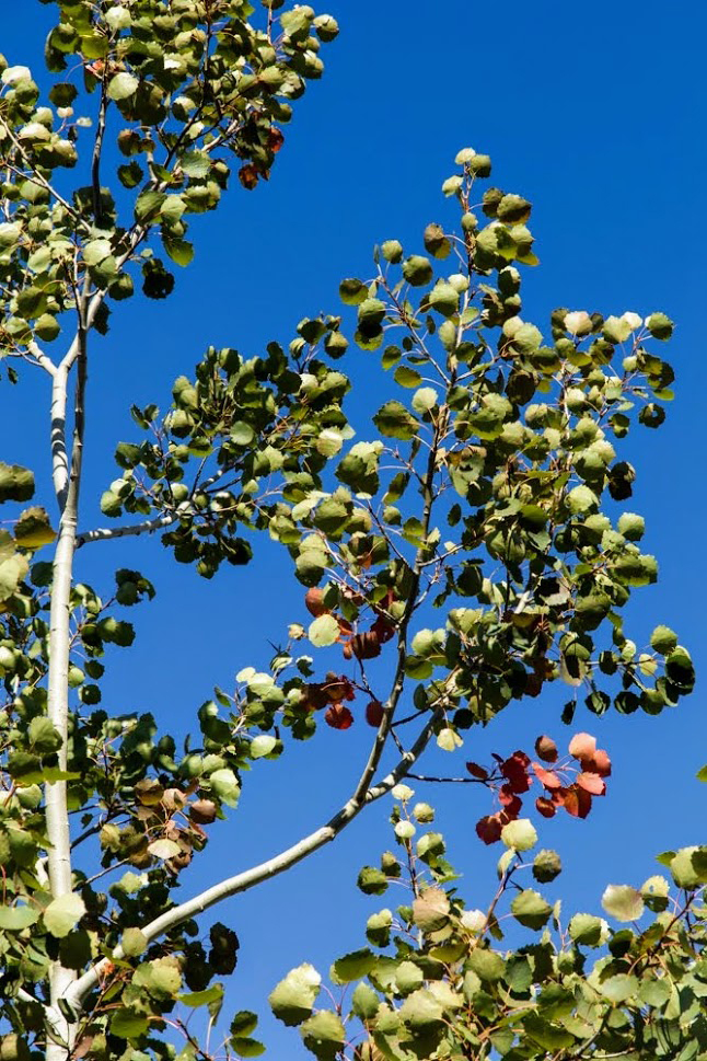 Image of Populus tremula specimen.