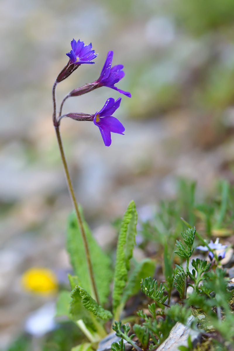 Image of Primula amoena specimen.