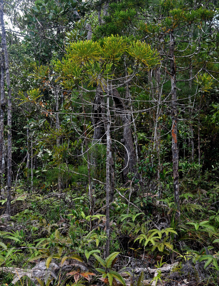 Image of Dacrydium beccarii specimen.