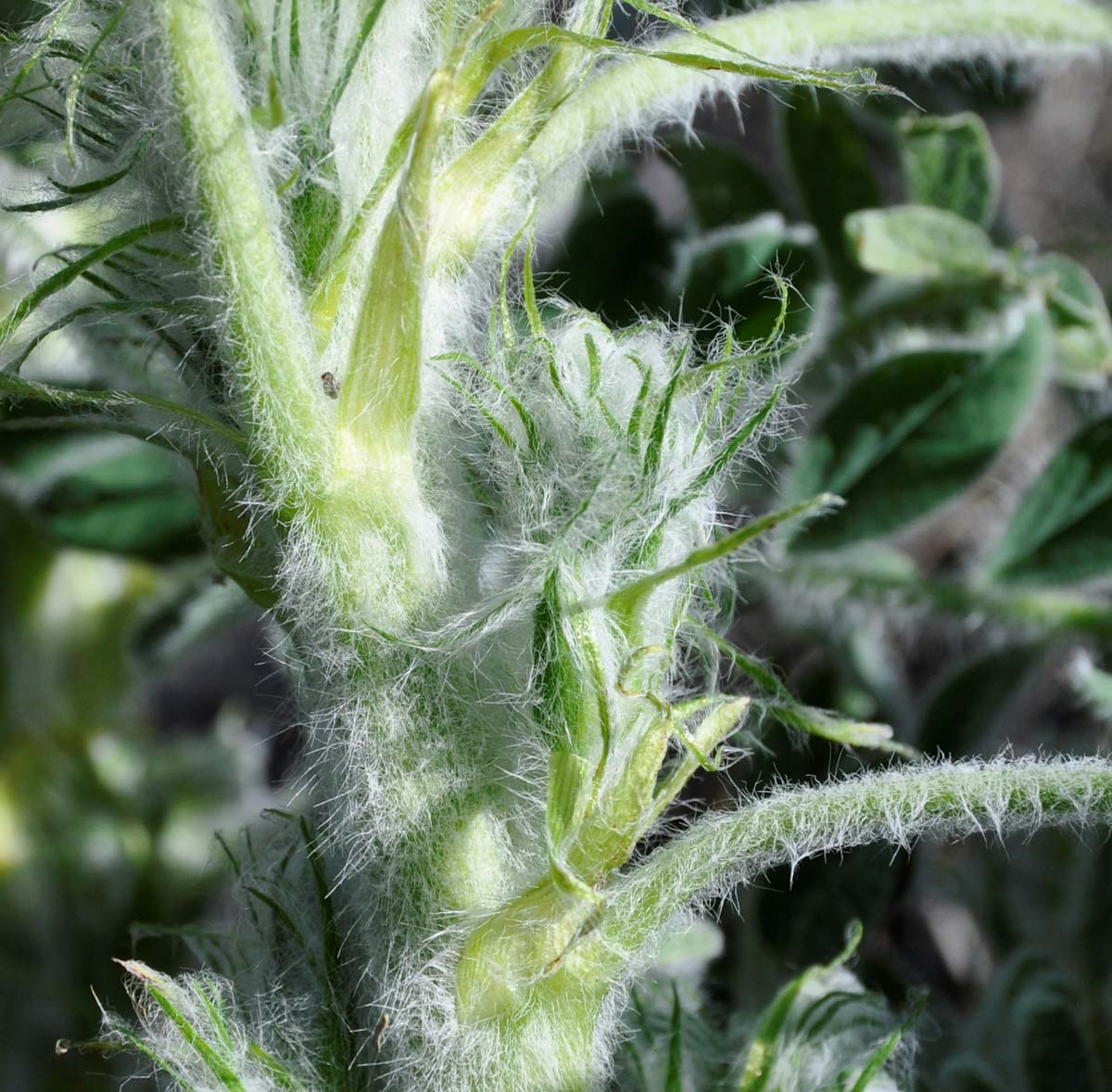 Image of Astragalus macrocarpus ssp. lefkarensis specimen.