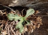 Centaurea raphanina subspecies mixta. Розетка молодых листьев и засохшие соплодия. Греция, Эгейское море, север о-ва Парос, национальный парк Св. Яниса Детис Колимбифрес; горная часть парка, в расщелине скалы. 08.11.2018.