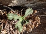 Centaurea raphanina ssp. mixta